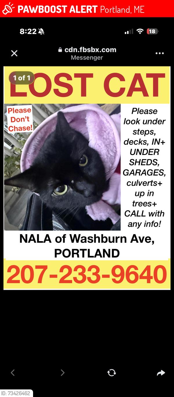 Lost Female Cat last seen grass roots dispensary, Portland, ME 04102