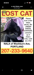 Lost Female Cat last seen grass roots dispensary, Portland, ME 04102