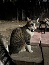 Reunited Female Cat last seen Supermarket and rainier, Whittier, CA 90605