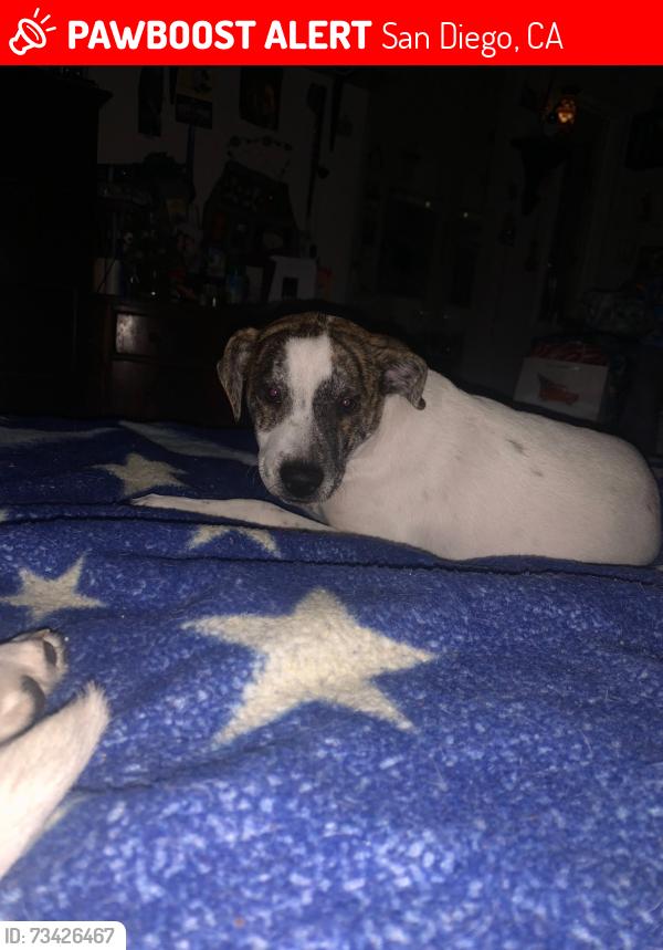 Lost Male Dog last seen Hospitality point, San Diego, CA 92109