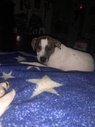 Lost Male Dog last seen Hospitality point, San Diego, CA 92109