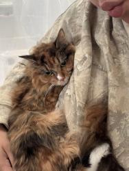 Lost Female Cat last seen Pennybrook Ct, Stone Mountain, GA 30087