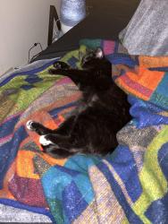 Reunited Female Cat last seen Cherry Ave in between Hillsdale and Branham, San Jose, CA 95118