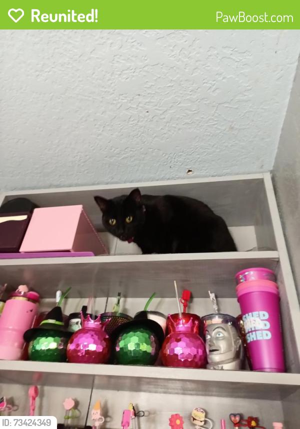 Reunited Female Cat last seen South Kitsap High School, Port Orchard, WA 98366