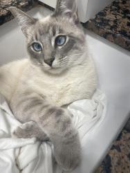 Lost Male Cat last seen Landen or las Posas, Camarillo, CA 93010