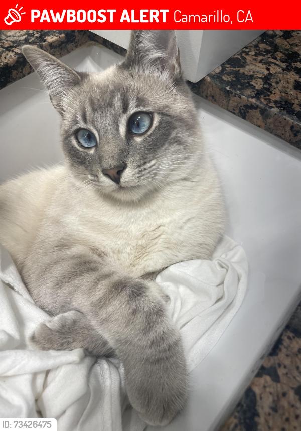 Lost Male Cat last seen Landen or las Posas, Camarillo, CA 93010