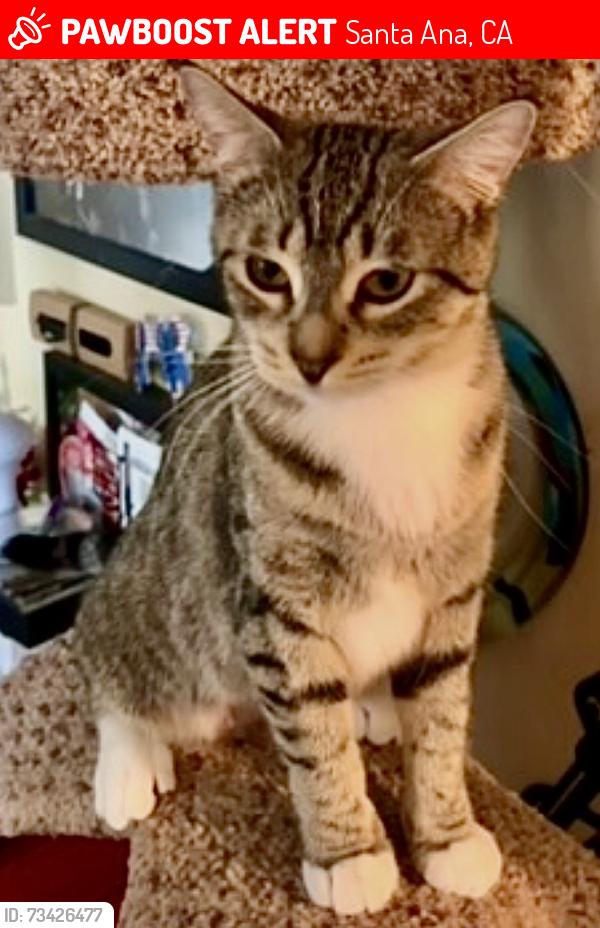 Lost Female Cat last seen Winwood Hills / El Modena Park area, Santa Ana, CA 92705
