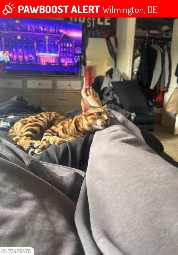 Lost Male Cat last seen Holley Oak and Governor Printz, Wilmington, DE 19809