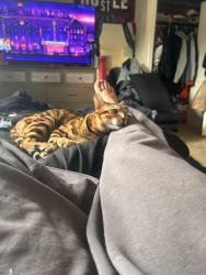 Lost Male Cat last seen Holley Oak and Governor Printz, Wilmington, DE 19809