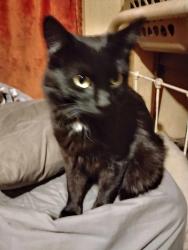 Found/Stray Male Cat last seen 7-Eleven 4th avenue North number 12 Nampa, Nampa, ID 83687