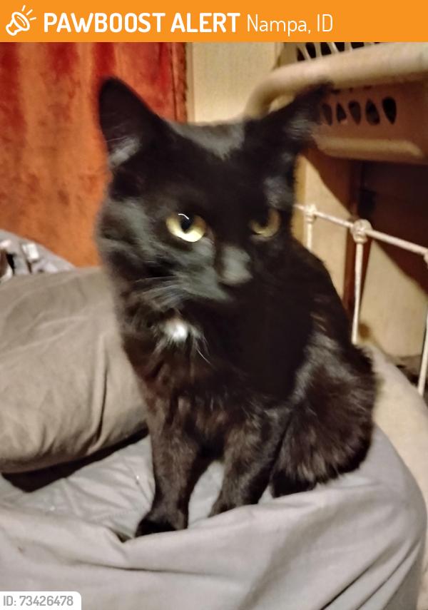 Found/Stray Male Cat last seen 7-Eleven 4th avenue North number 12 Nampa, Nampa, ID 83687