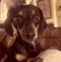 Lost Female Dog last seen Lomita blvd and cypress st, Lomita, CA 90717