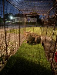 Found/Stray Unknown Cat last seen Diplomat, Cape Coral, FL 33993