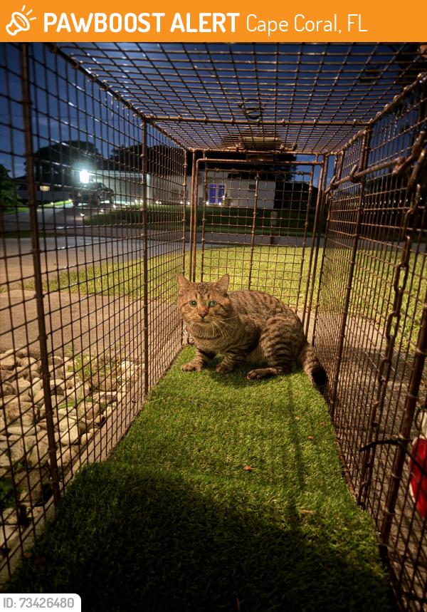 Found/Stray Unknown Cat last seen Diplomat, Cape Coral, FL 33993