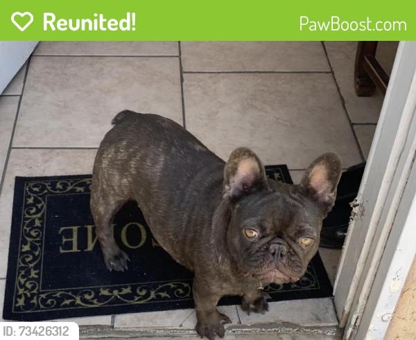 Reunited Female Dog last seen Baseline street, San Bernardino, CA 92404