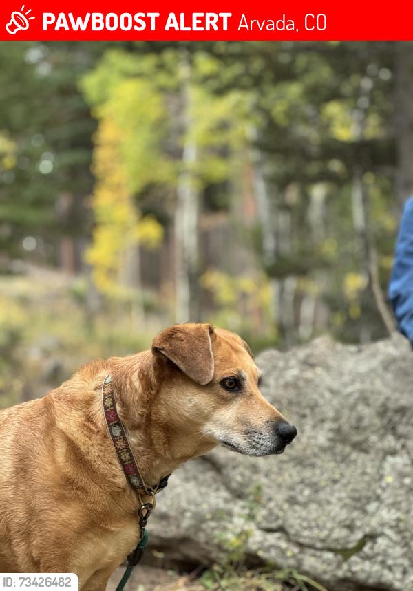 Lost Female Dog last seen Coal creek canyon road, Arvada, CO 80007