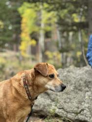 Lost Female Dog last seen Coal creek canyon road, Arvada, CO 80007