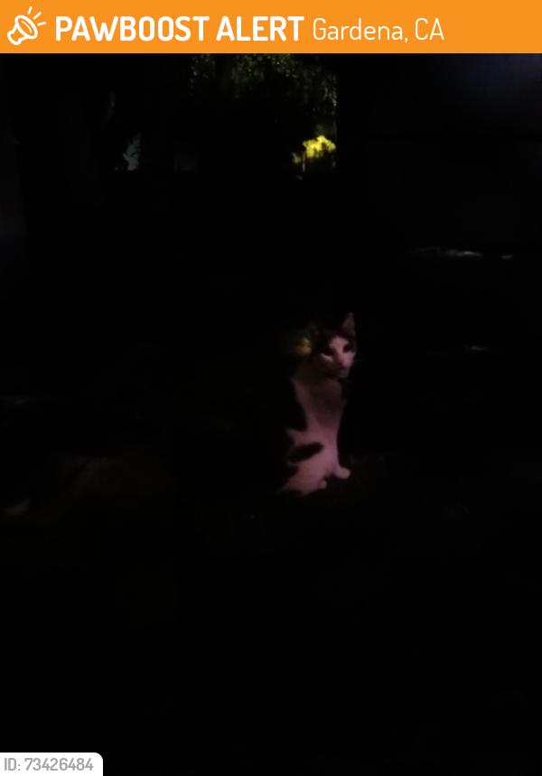 Found/Stray Unknown Cat last seen Down the street from elcamino college past the del taco, Gardena, CA 90249