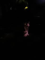 Found/Stray Unknown Cat last seen Down the street from elcamino college past the del taco, Gardena, CA 90249