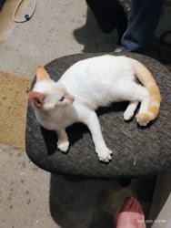 Lost Male Cat last seen Mill Plain Blvd , St. Helens Ave, Vancouver, WA 98664