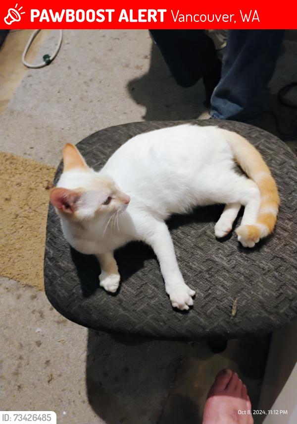 Lost Male Cat last seen Mill Plain Blvd , St. Helens Ave, Vancouver, WA 98664