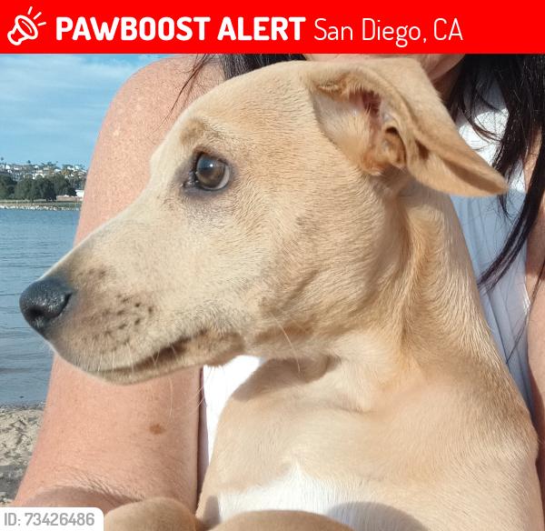 Lost Male Dog last seen E. Mission bay Dr, San Diego, CA 92109