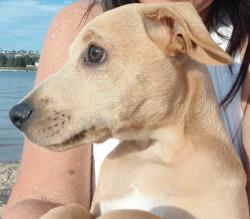 Lost Male Dog last seen E. Mission bay Dr, San Diego, CA 92109