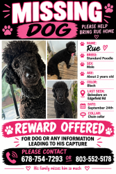 Lost Male Dog last seen Edgefield rd, Belvedere, SC 29841