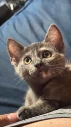 Lost Female Cat last seen San marcos, San Marcos, CA 92078