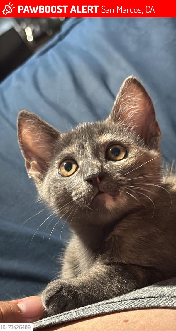 Lost Female Cat last seen San marcos, San Marcos, CA 92078