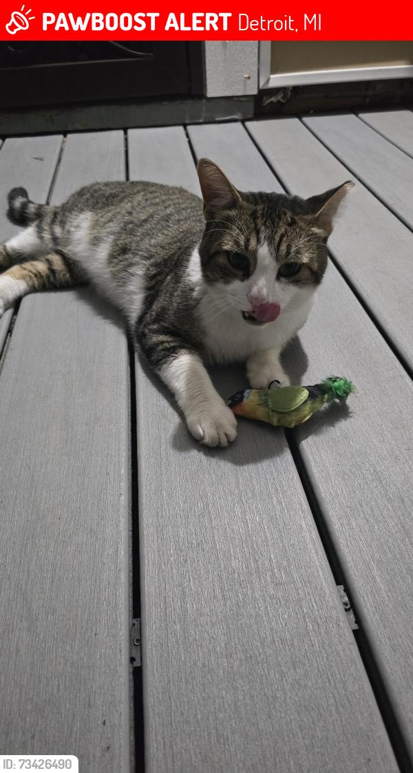 Lost Male Cat last seen Braden st cross burwell and kirkwood st, Detroit, MI 48210