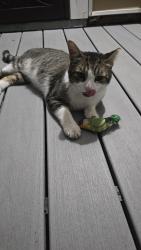 Lost Male Cat last seen Braden st cross burwell and kirkwood st, Detroit, MI 48210