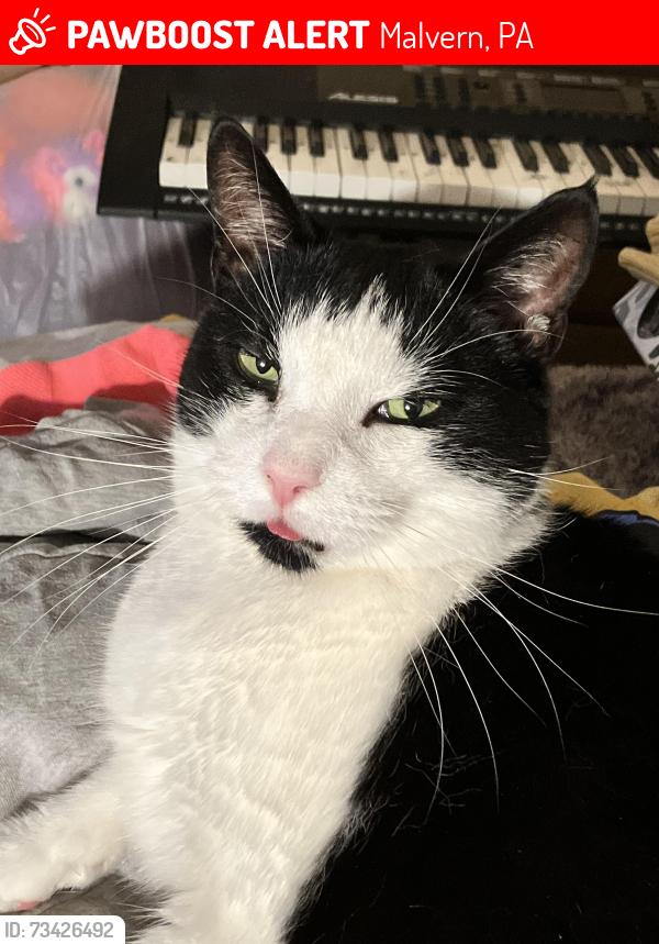 Lost Male Cat last seen Summit rd, Malvern, PA 19355