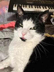 Lost Male Cat last seen Summit rd, Malvern, PA 19355