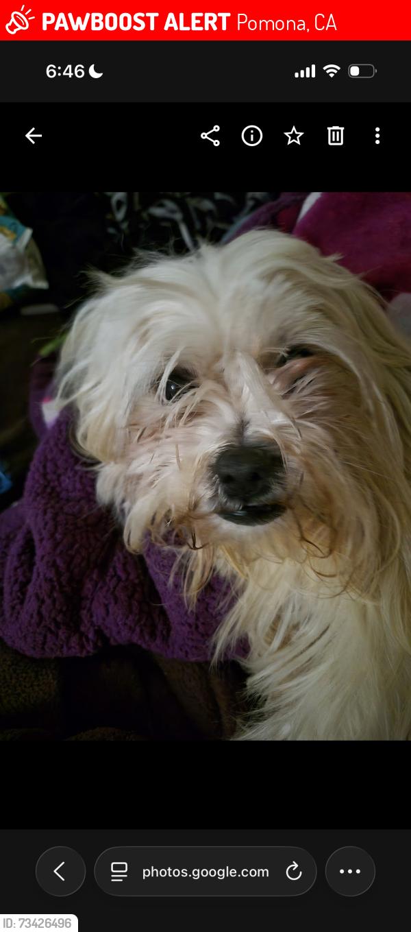 Lost Male Dog last seen San Antonio, Pomona, CA 91766