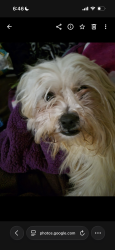Lost Male Dog last seen San Antonio, Pomona, CA 91766