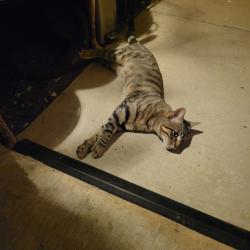 Found/Stray Male Cat last seen Alamandine Avenue, Cross Roads, TX 76227