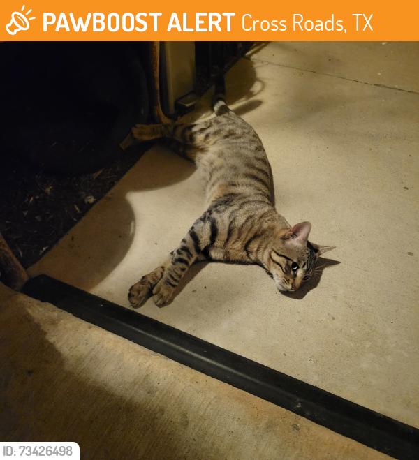 Found/Stray Male Cat last seen Alamandine Avenue, Cross Roads, TX 76227