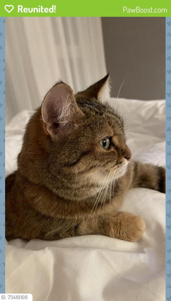 Reunited Female Cat last seen Strawberry Ct, Purcellville, VA 20132