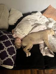 Lost Male Dog last seen University, Little Rock, AR 72209