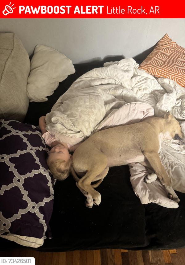 Lost Male Dog last seen University, Little Rock, AR 72209