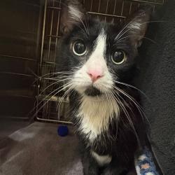 Shelter Stray Female Cat last seen , 361 S Raymond Ave, Pasadena, CA 91105, USA