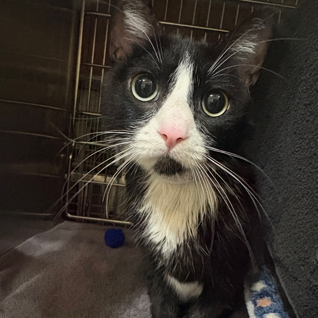 Shelter Stray Female Cat last seen , 361 S Raymond Ave, Pasadena, CA 91105, USA