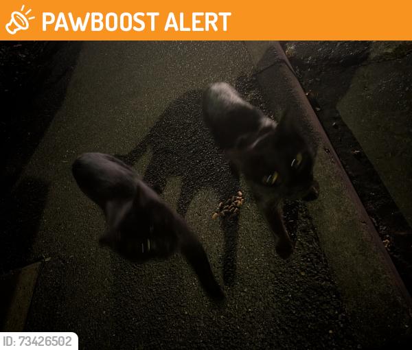 Found/Stray Unknown Cat last seen Wandle meadow on the corner, Greater London, England 