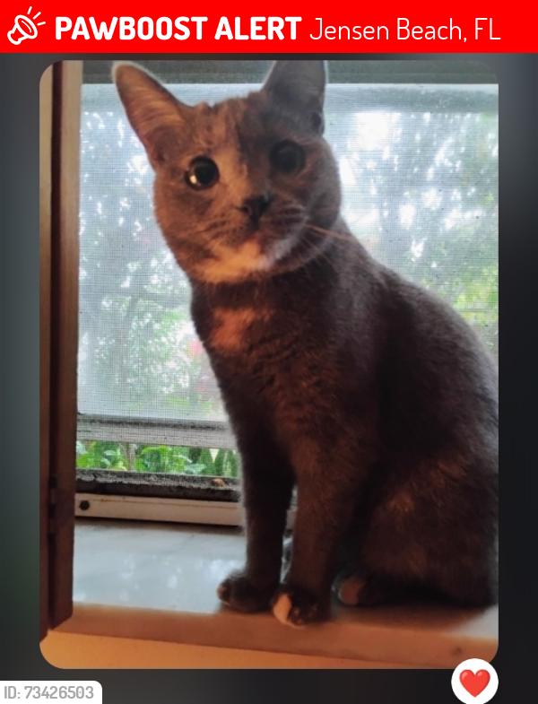 Lost Female Cat last seen Savannah Road, Jensen Beach, FL 34957