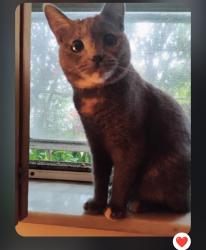 Lost Female Cat last seen Savannah Road, Jensen Beach, FL 34957