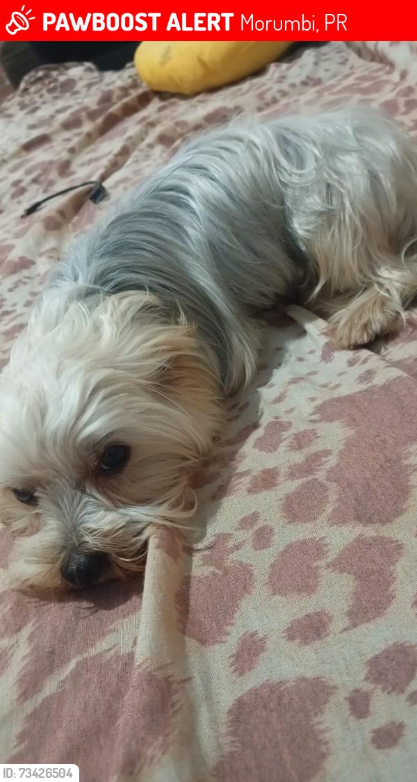 Lost Male Dog last seen Próx ao campo da vila Borges, Morumbi, PR 