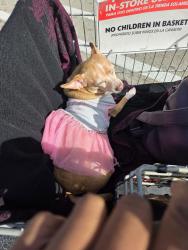 Lost Female Dog last seen Lounden and fuque, Missouri City, TX 77489