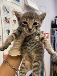 Shelter Stray Male Cat last seen Bexar County, 3353 Morningside Dr, New Braunfels, TX 78132, USA