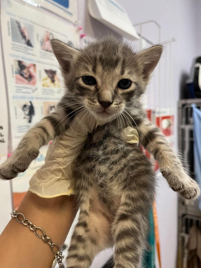 Shelter Stray Male Cat last seen Bexar County, 3353 Morningside Dr, New Braunfels, TX 78132, USA